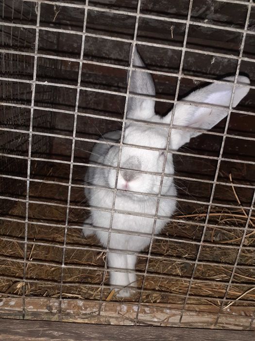 Продам Кролики 180 гр за кг всі питання по телефону