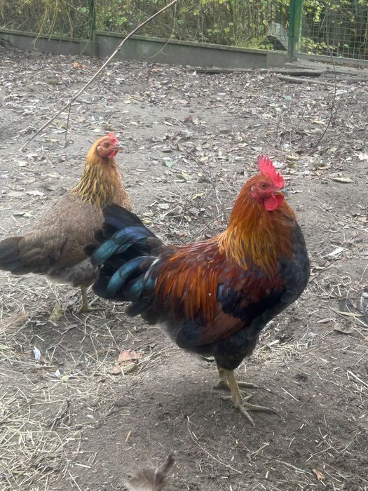 Rezerwacja - Oddam z darmo kogut zielononóżki