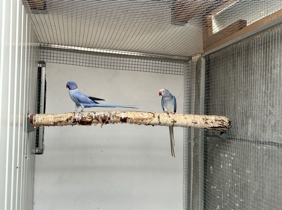 Aleksandretty obrożne mutacje