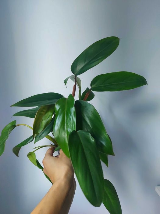 Philodendron Red Emerald