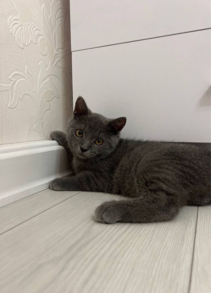 Котик, Британец