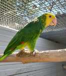 Amazona oratrix .