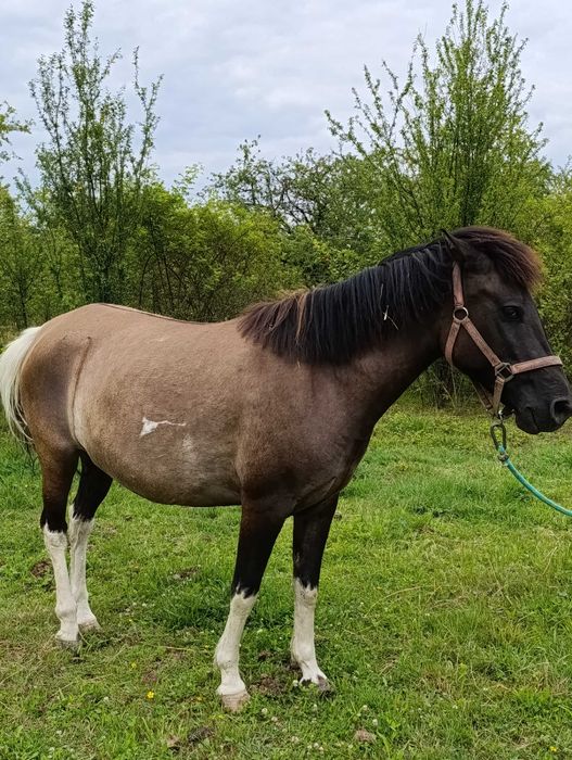 Klacz huculska - sprzedam