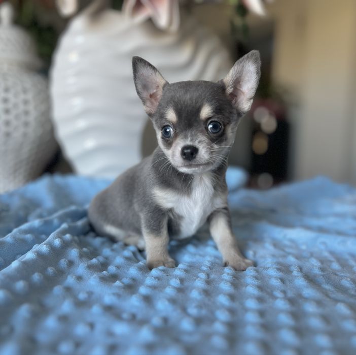 Chihuahua krótkowłosa
