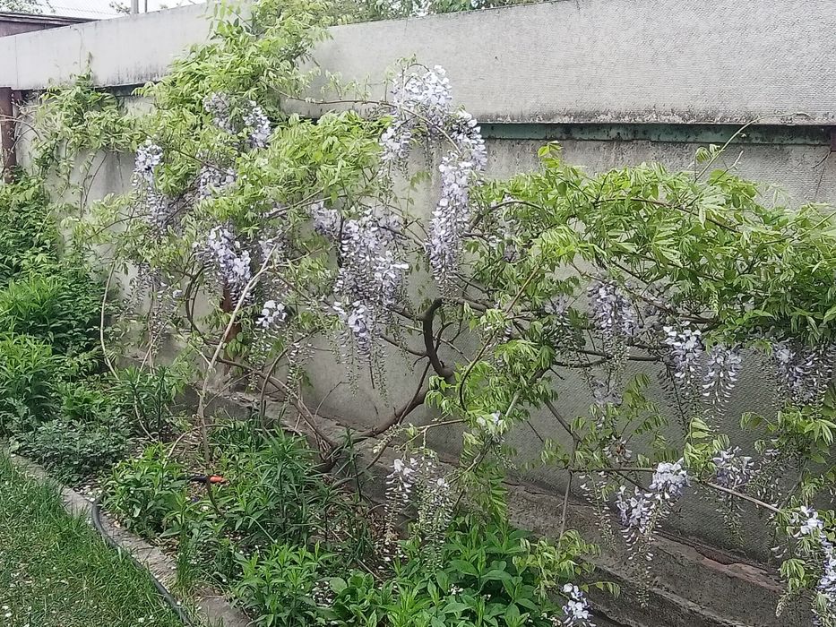 Глициния Блю-сапфир