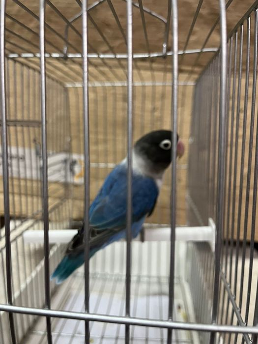 Agapornis Personata 2025 mais gaiola