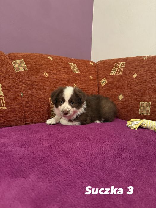 Suczka Border Collie