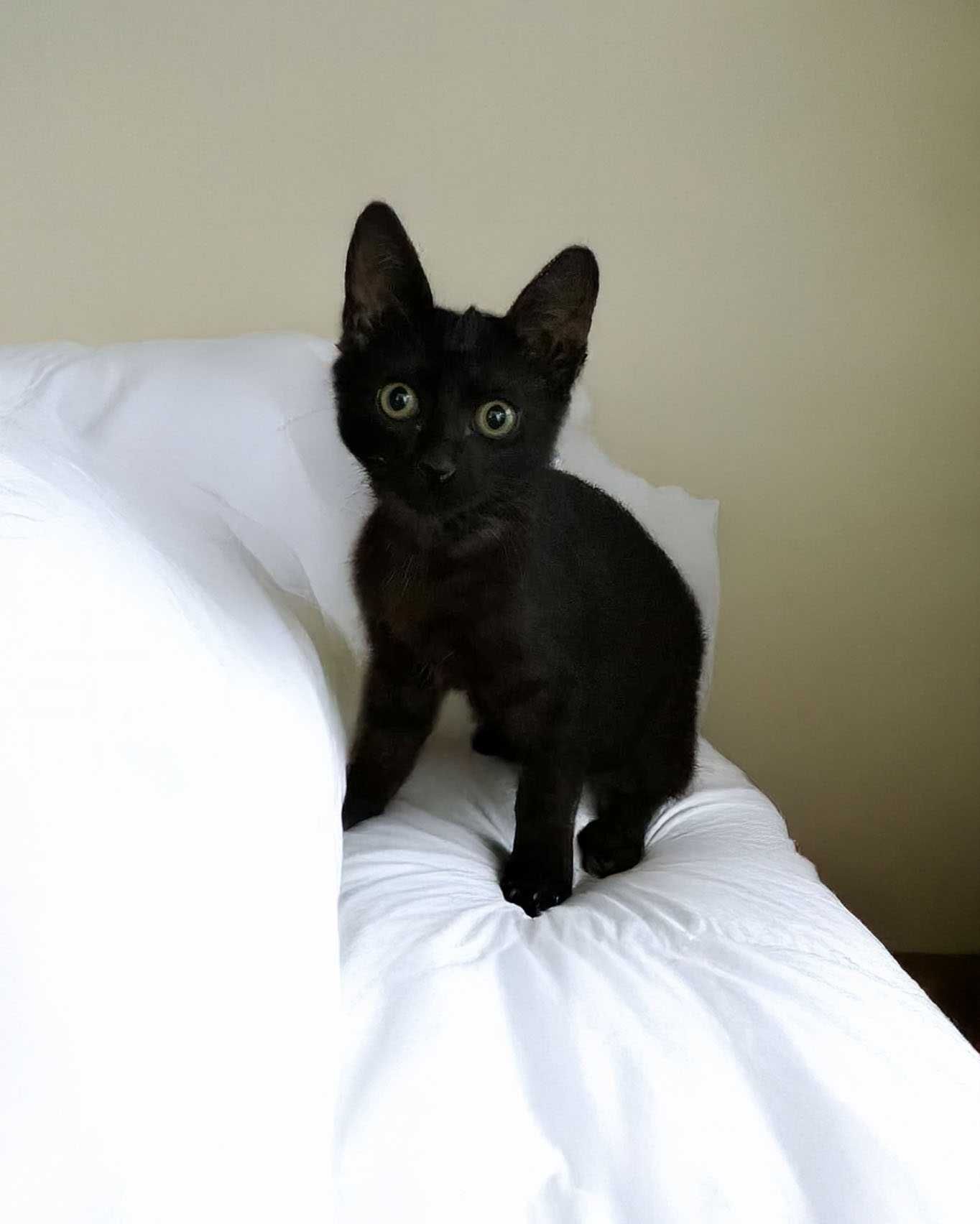 Setúbal / Margem Sul / Lisboa — LULU, gatinha para adoção