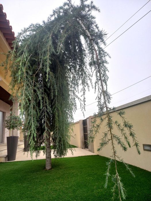 Cedro Atlanta pendula de jardim vai ser removida. devido obras