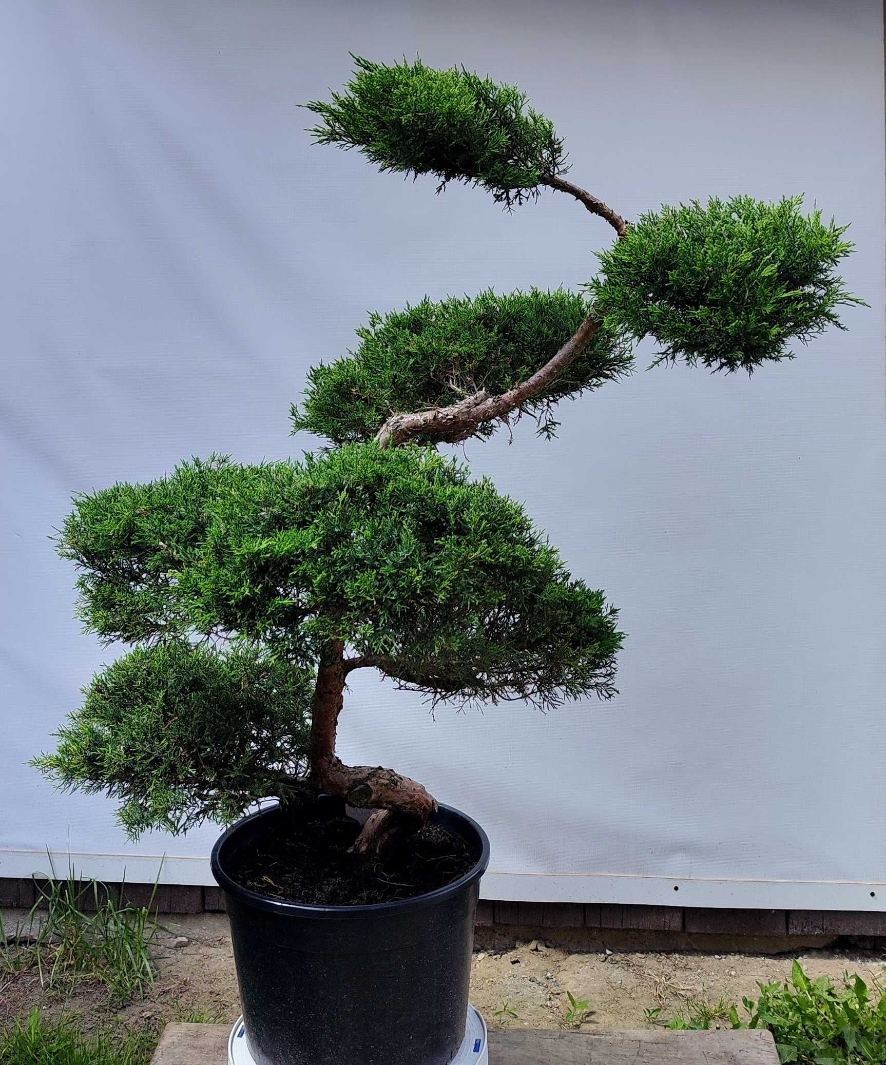 Bonsai Niwaki Jałowiec Wilhelm Pfitzer