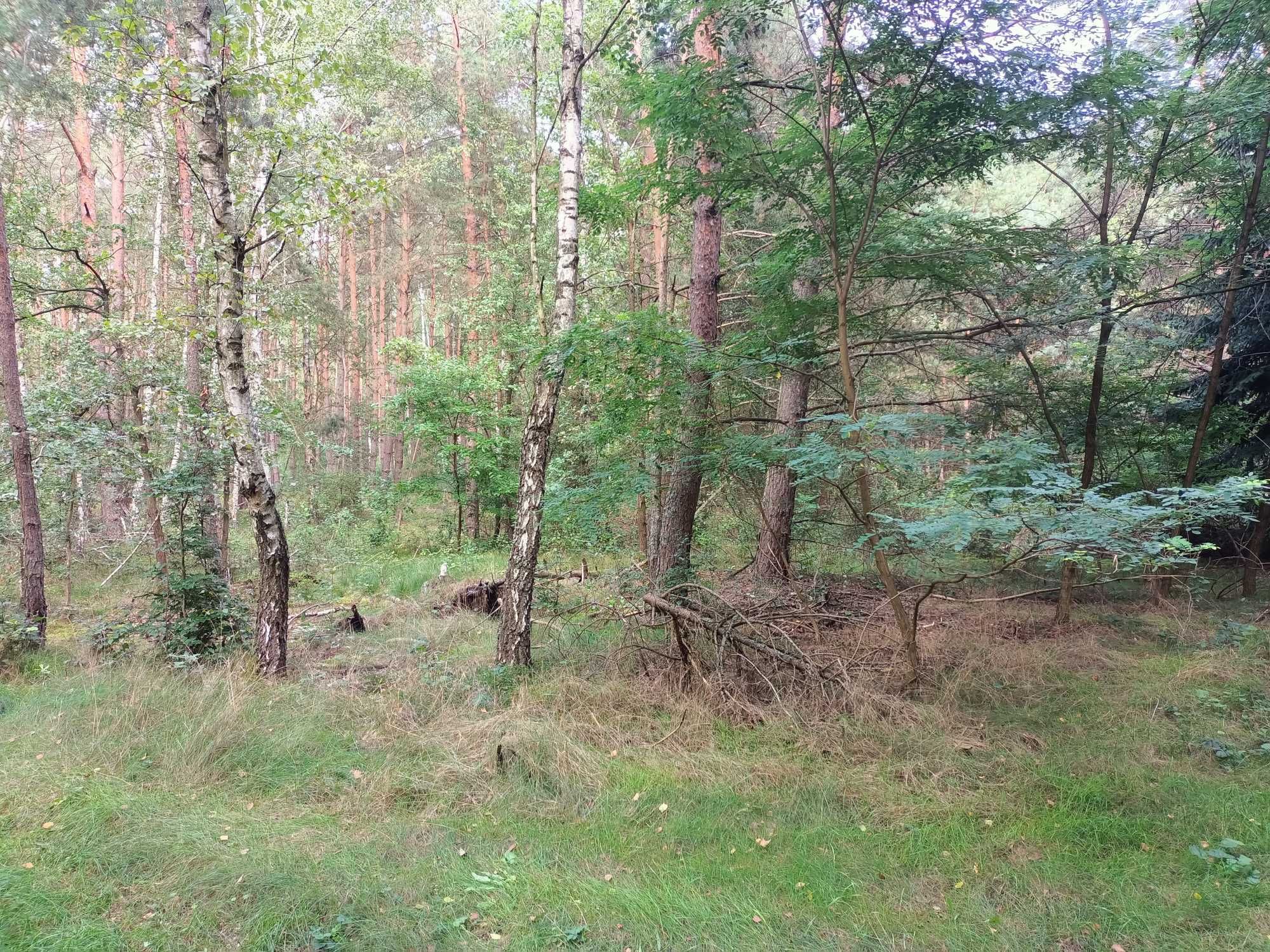 działka pow.łaski gmina Buczek.wieś Dąbrowa