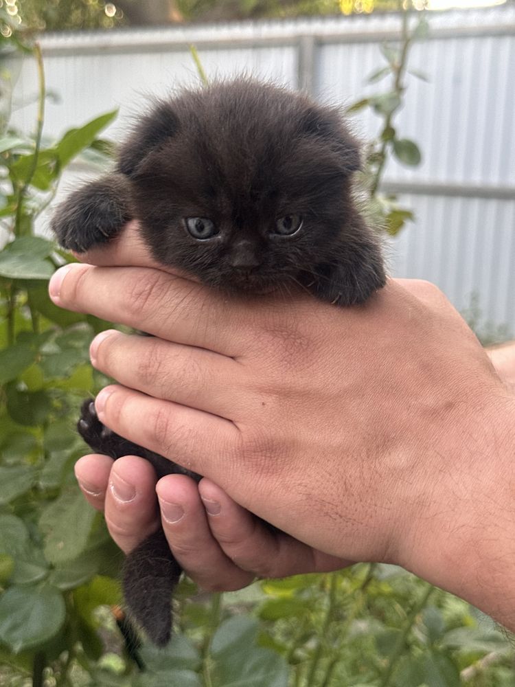 Шотландські котики