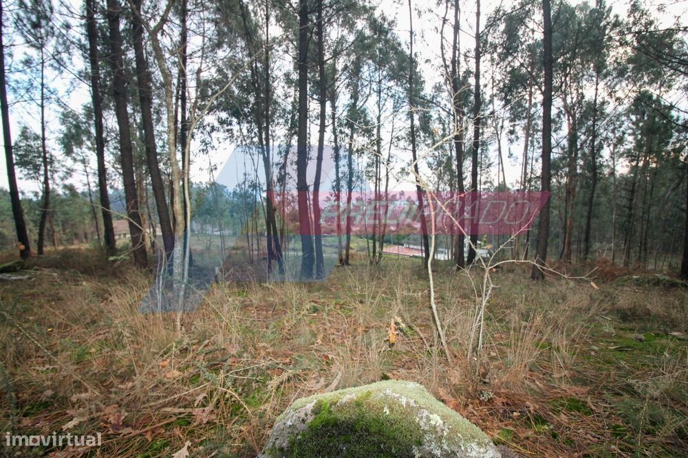 Bouça na zona de Vila Verde!