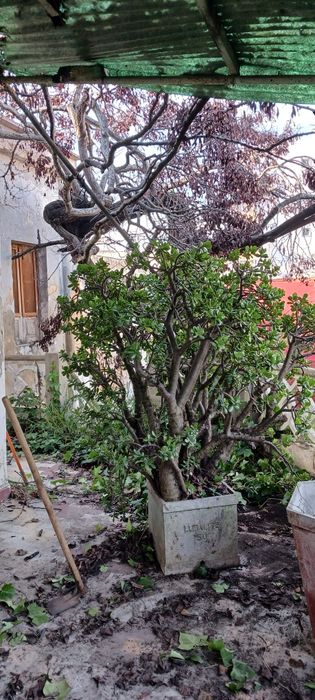 2 vasos-Jade (Crassula Ovata)