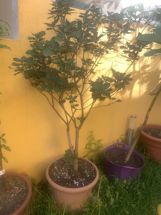 Vendo ARVORES em Vaso cereja / ameixa / kiwi / figo - Leça da Palmeira