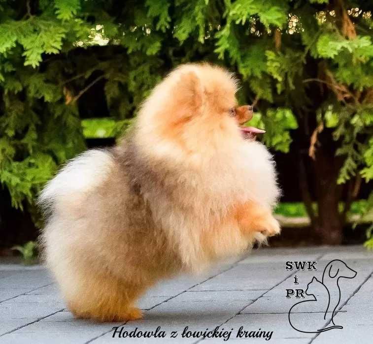 Piękny puchaty piesek szpic miniaturowy pomeranian