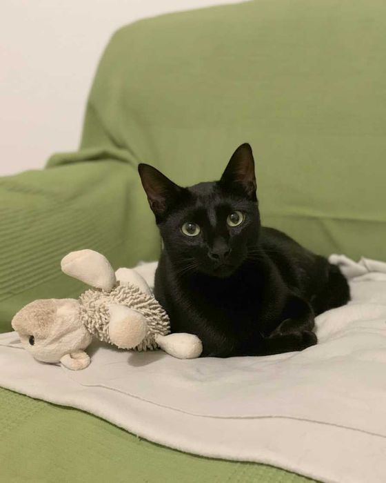 Setúbal / Margem Sul / Lisboa — BROWNIE, gatinho para adoção *