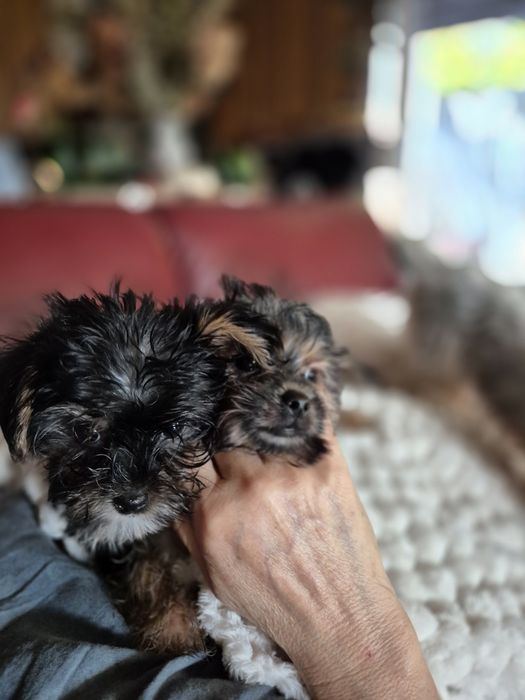 Maleńka sunia York Terier z dodatkowym białym kolorem.