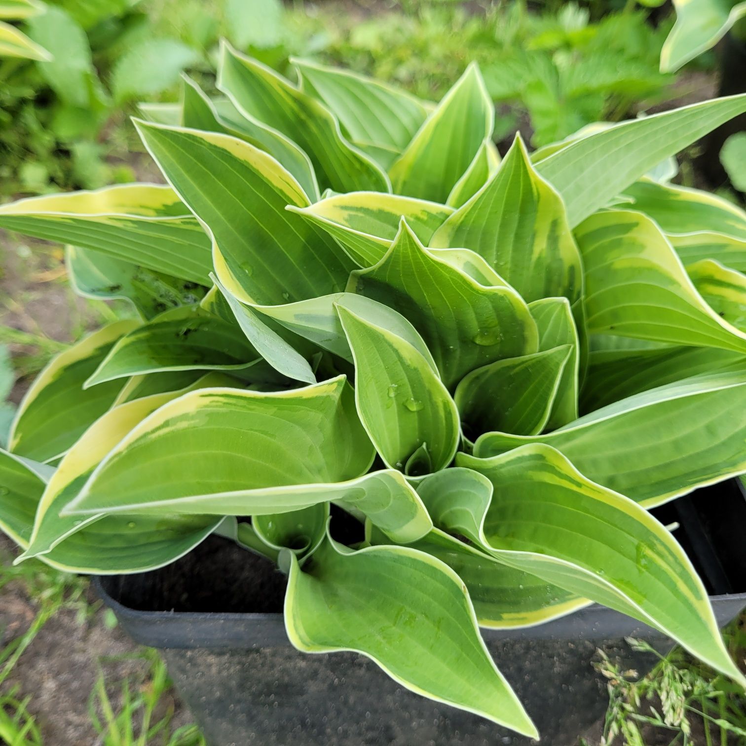 Hosta Funkia  w doniczkach