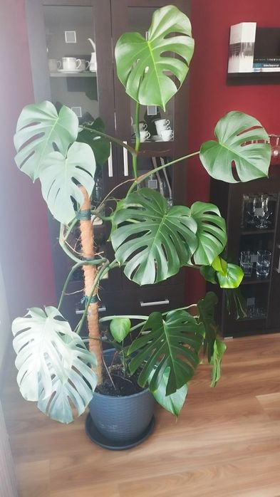 Monstera deliciosa dziurawa