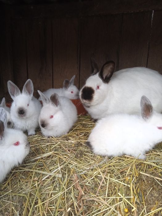 Продам кроликов колифорнийской породы
