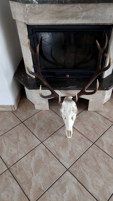 Poroże jelenia sprzedam