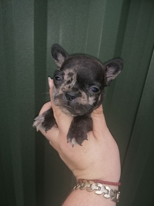 Французики Чистокровні хлопчики та дівчатка є доставка з рук в руки