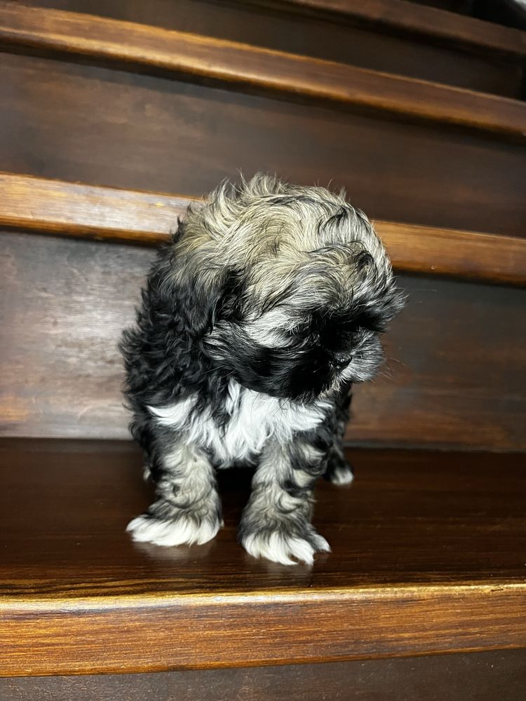 Urokliwy Piesek Shih Tzu Gotowy Do Odbioru