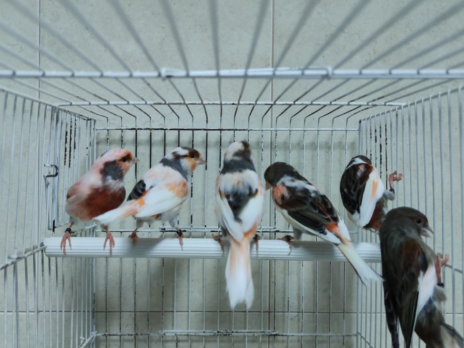 Canários Arlequim Português