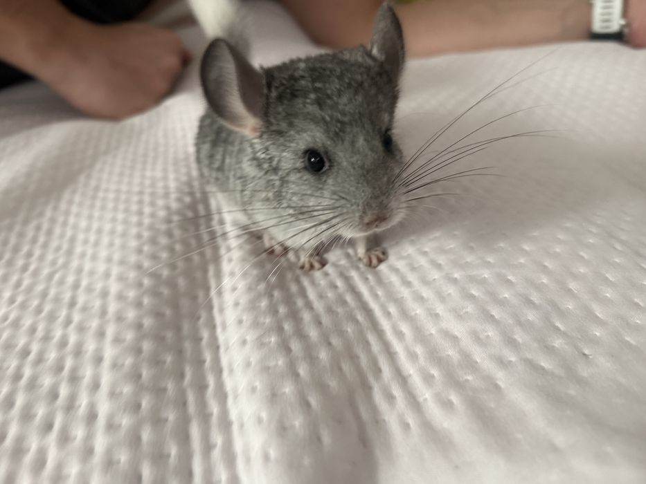 2 samce szynszyli - standard ( bialy ogonek )