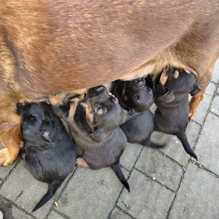 Oddam pieski za darmo