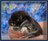 Młody Piękny króliczek Mini Lop - Black Otter