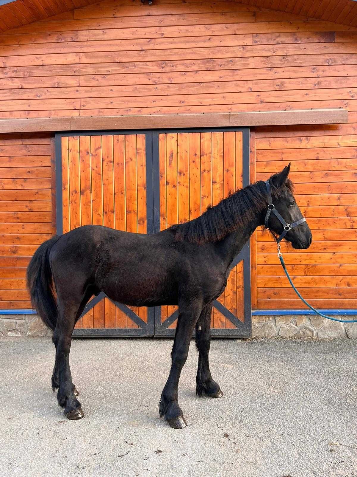 Sprzedamy młodego ogiera fryzyjskiego - Winnetou