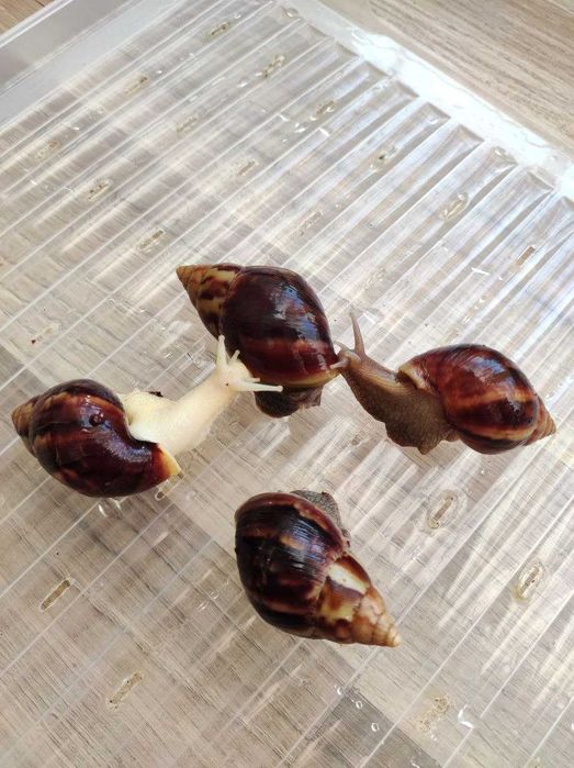 Ślimaki Achatina fulica