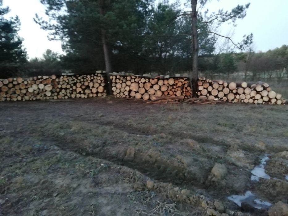 Drzewo opał sosna mokra