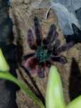 Caribena Versicolor Samica dorosła