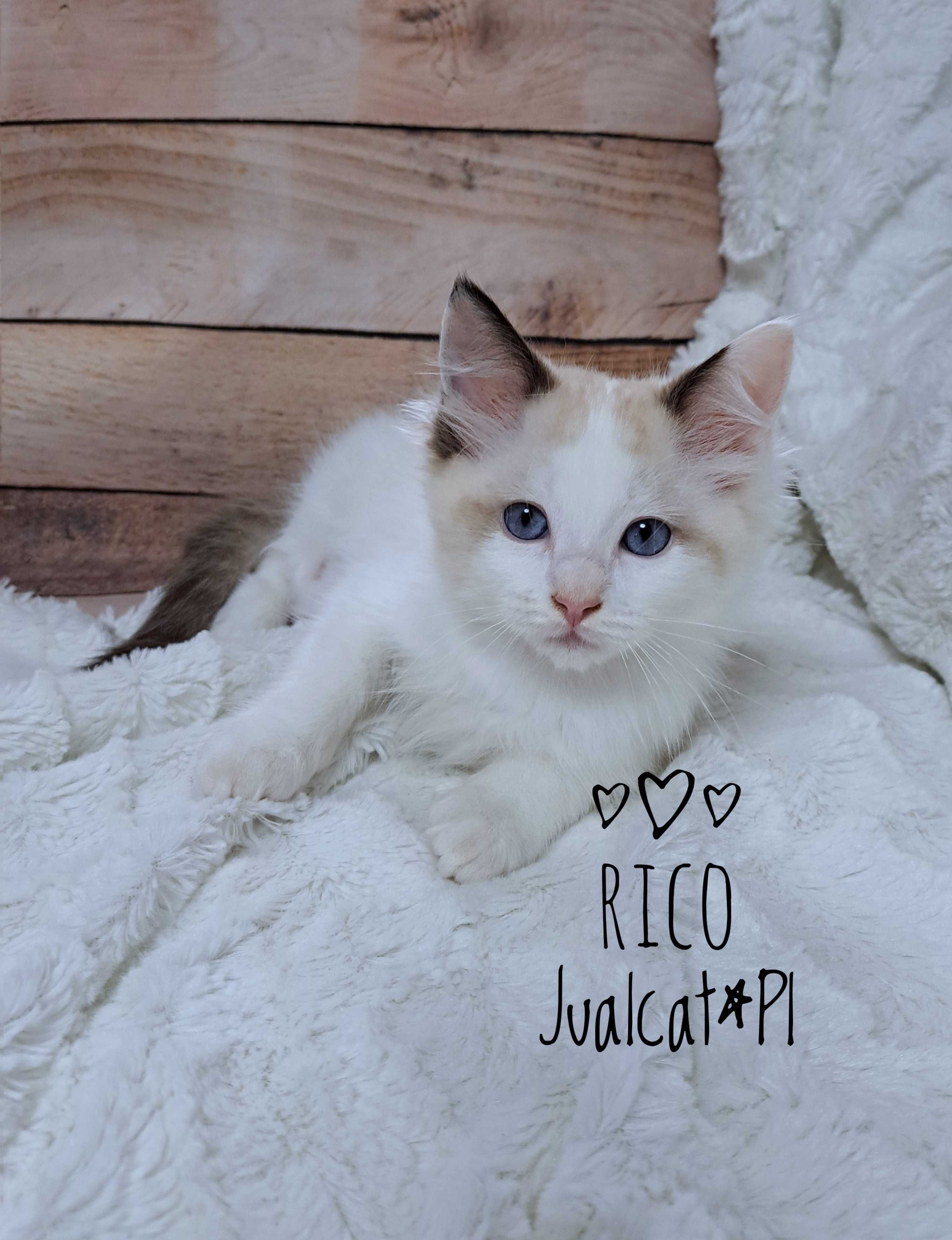 RAGDOLL Kocurek seal bicolour rodówod FPL do ODBIORU