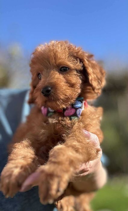 ROCCO  Maltipoo f1b mama Maltipoo tata Pudel toy o wyglądzie pudla TOY