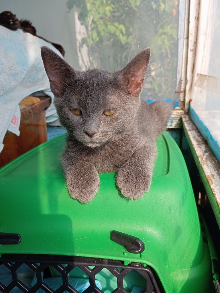 Котёнок девочка 2.5 месяца