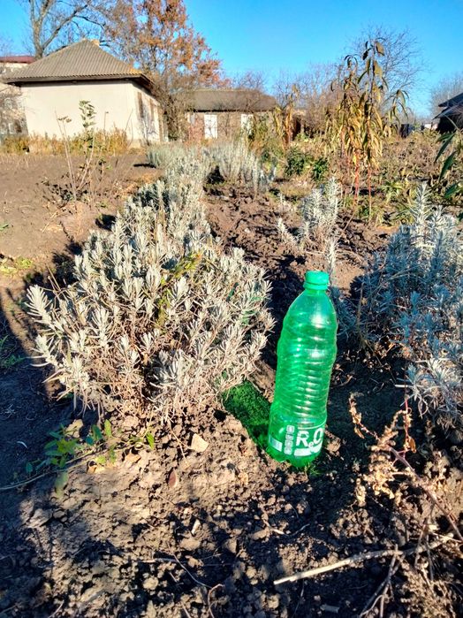 Посадочний матеріал лаванди, сантуліно.