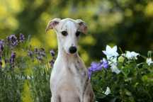 Whippet Chart angielski ZKwP/FCI cudowny piesek RANGER