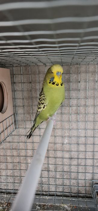 Casal Piriquitos Ingleses