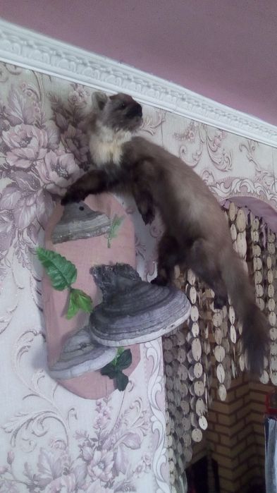 Продам чучало куниці