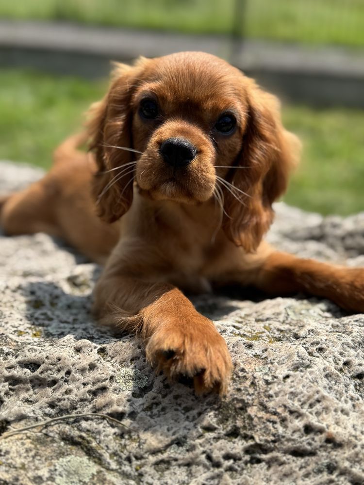 Poesek ruby - Cavalier King Charles Spaniel