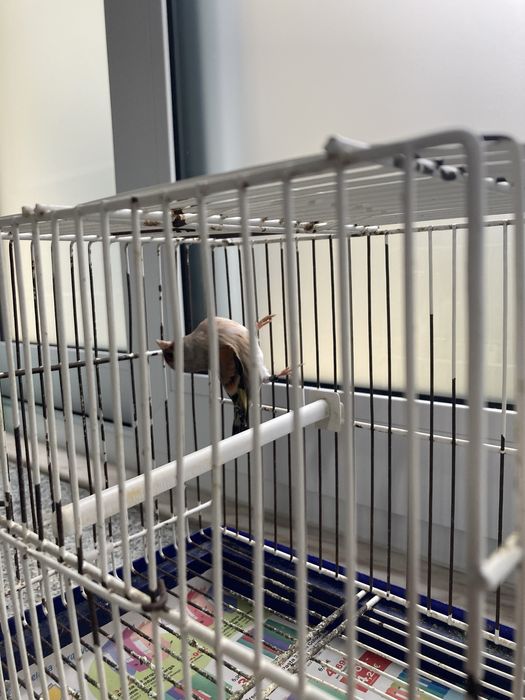 travessos híbridos machos