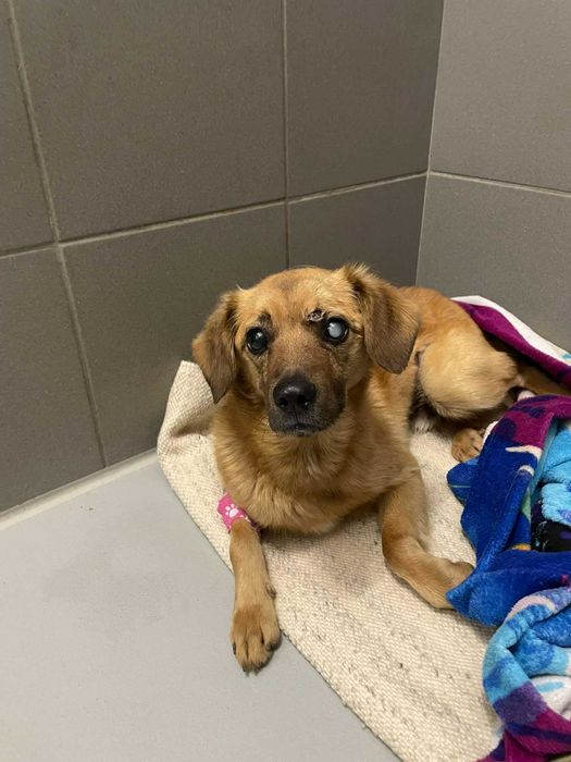 Jack-Piesek szuka domu