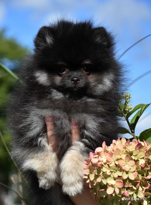 Szpic miniaturowy Pomeranian ZKwP / FCI