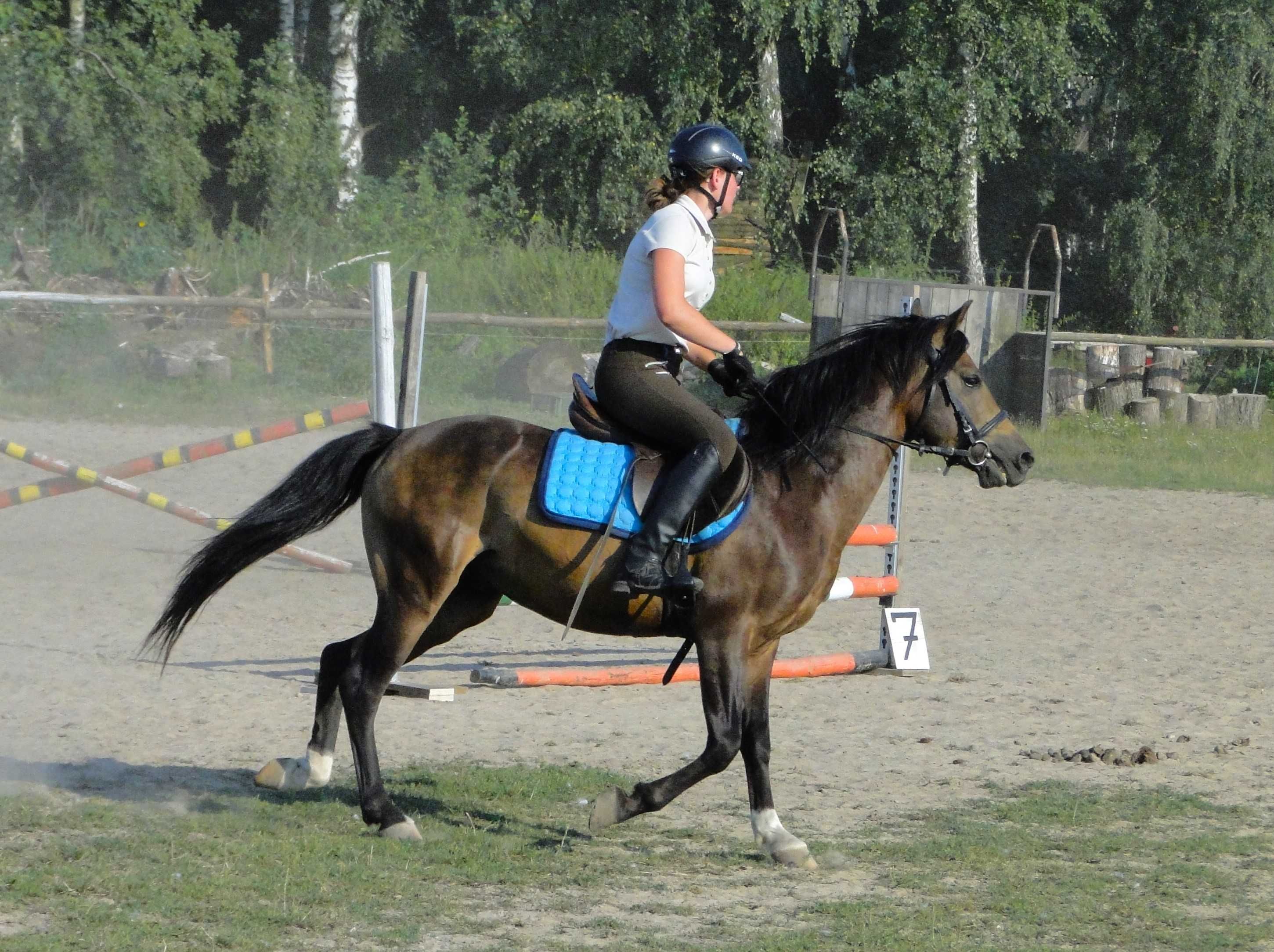 Wałach - profesor, mały sport, rekreacja, koń rodzinny