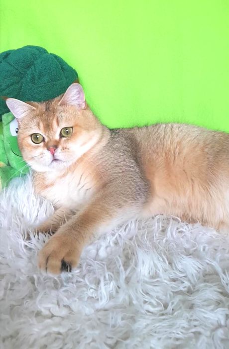 ОЧАРОВАШКА золотая шиншилла котик, 1 год, няшечка