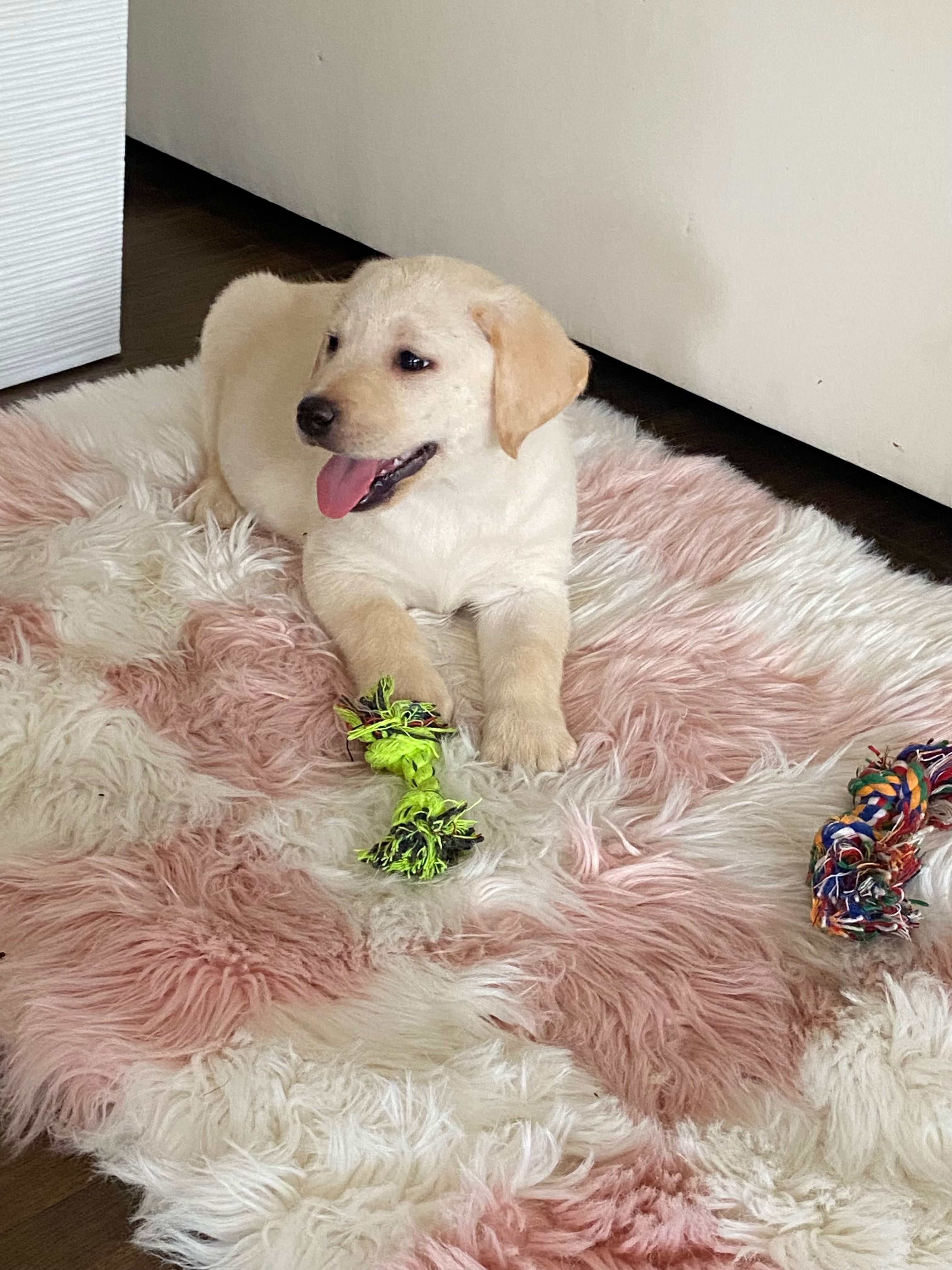 Labrador biszkoptowy